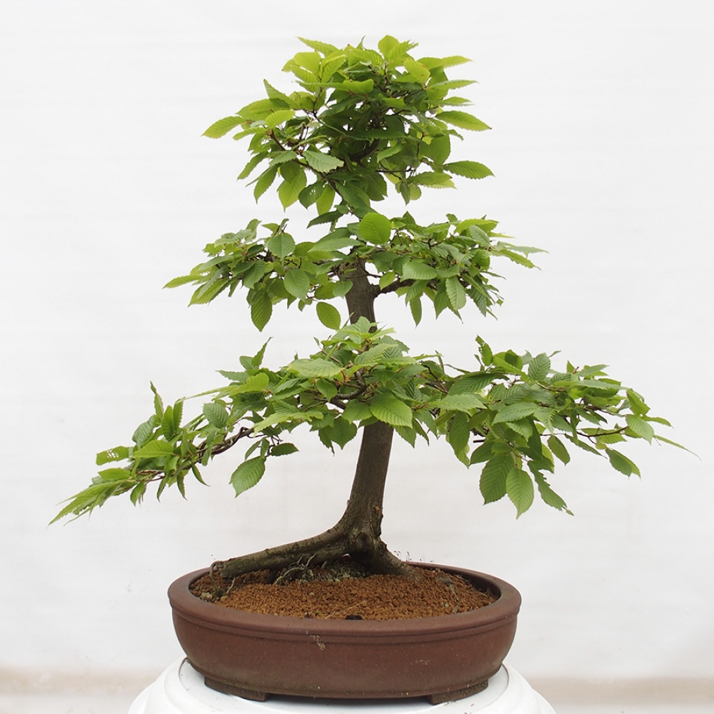 Venkovní bonsai - Habr obecný - Carpinus betulus