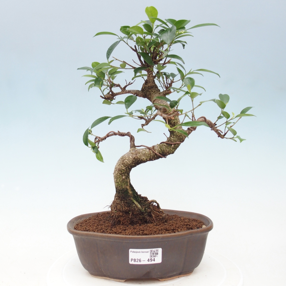 Pokojová bonsai - Ficus retusa -  malolistý fíkus