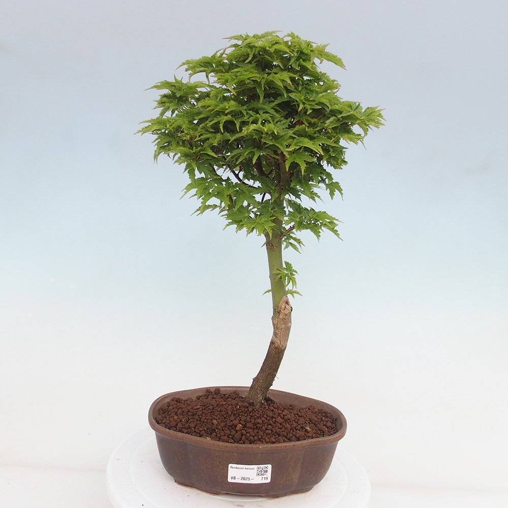 Venkovní bonsai -Javor dlanitolistý Acer palmatum Shishigashira
