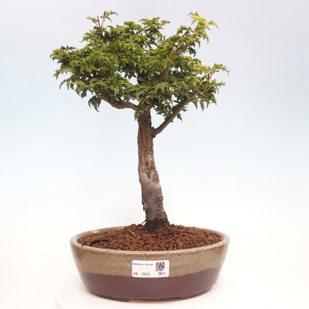 Venkovní bonsai -Javor dlanitolistý Acer palmatum Shishigashira