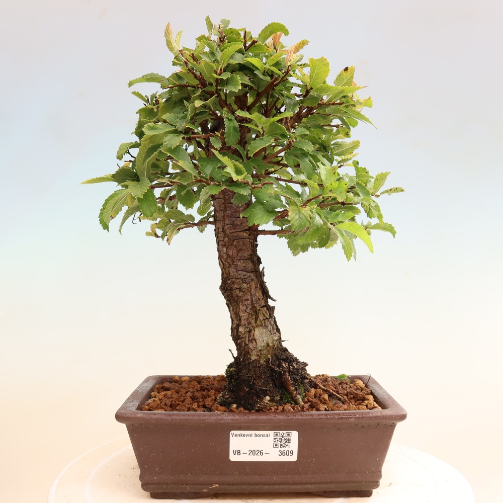 Venkovní bonsai - Zelkova - Zelkova NIRE