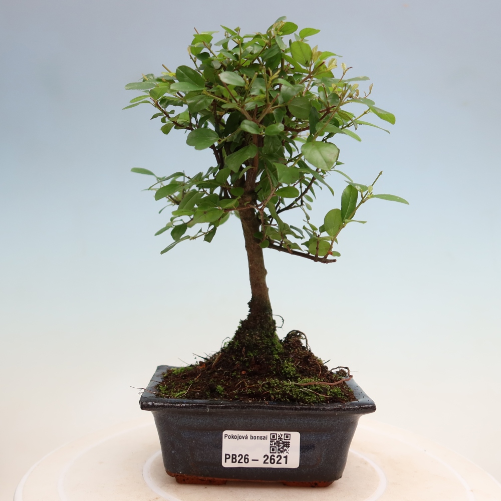 Pokojová bonsai - Sagerécie thea - Sagerécie thea