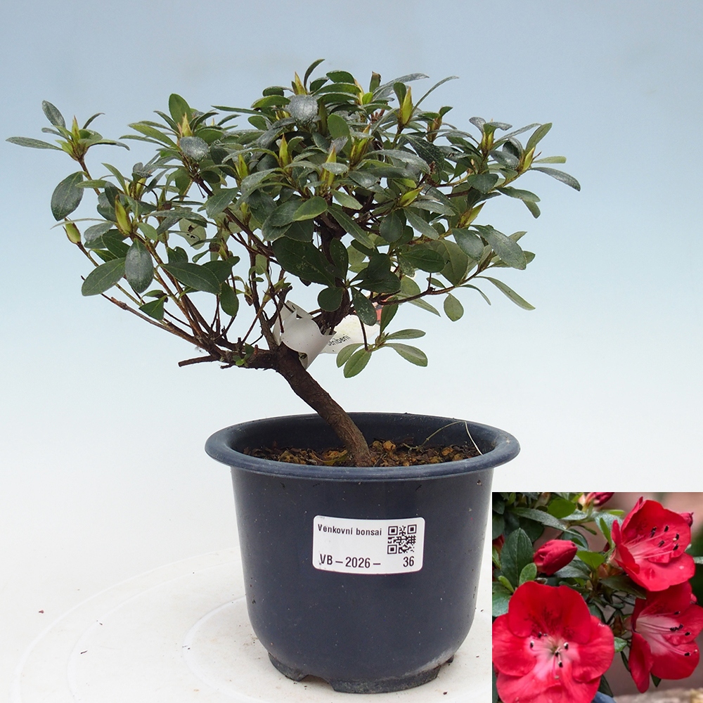 Venkovní bonsai - Japonská azalka - Azalea Benibeni