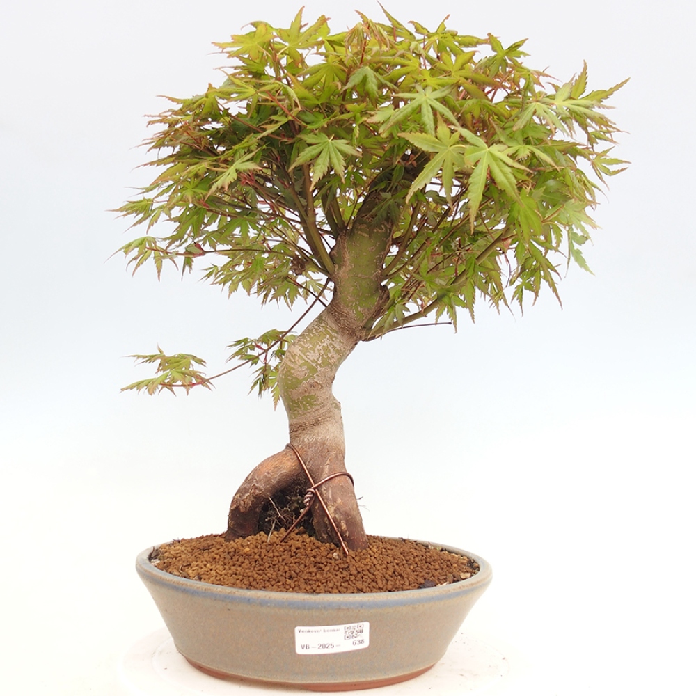 Venkovní bonsai - Acer palmatum  - Javor dlanitolistý