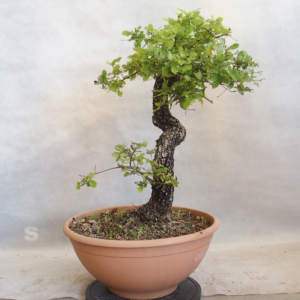 Venkovní bonsai Quercus Cerris - Dub Cer