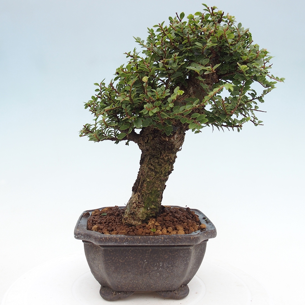 Venkovní bonsai - Ulmus parvifolia Hokkaido - jilm Čínský