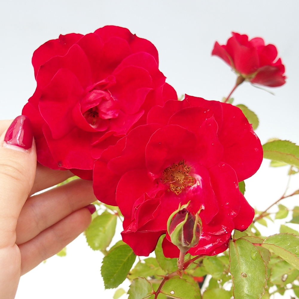 Venkovní bonsai - Rosa Kordes -  růže