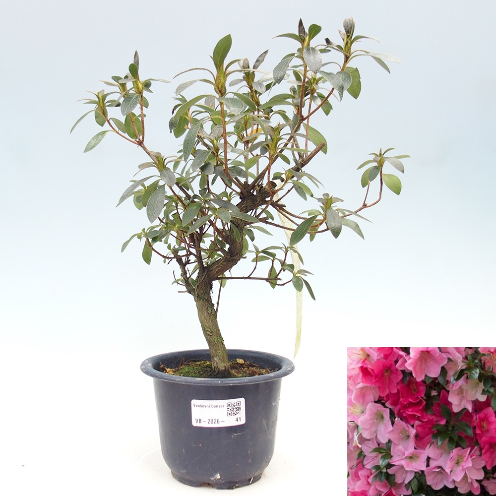 Venkovní bonsai - Japonská azalka - Azalea Saien
