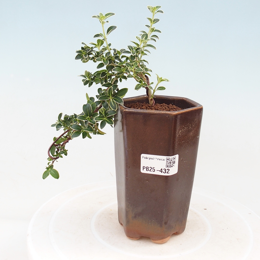 Pokojová bonsai - Serissa foetida Variegata - Strom tisíce hvězd