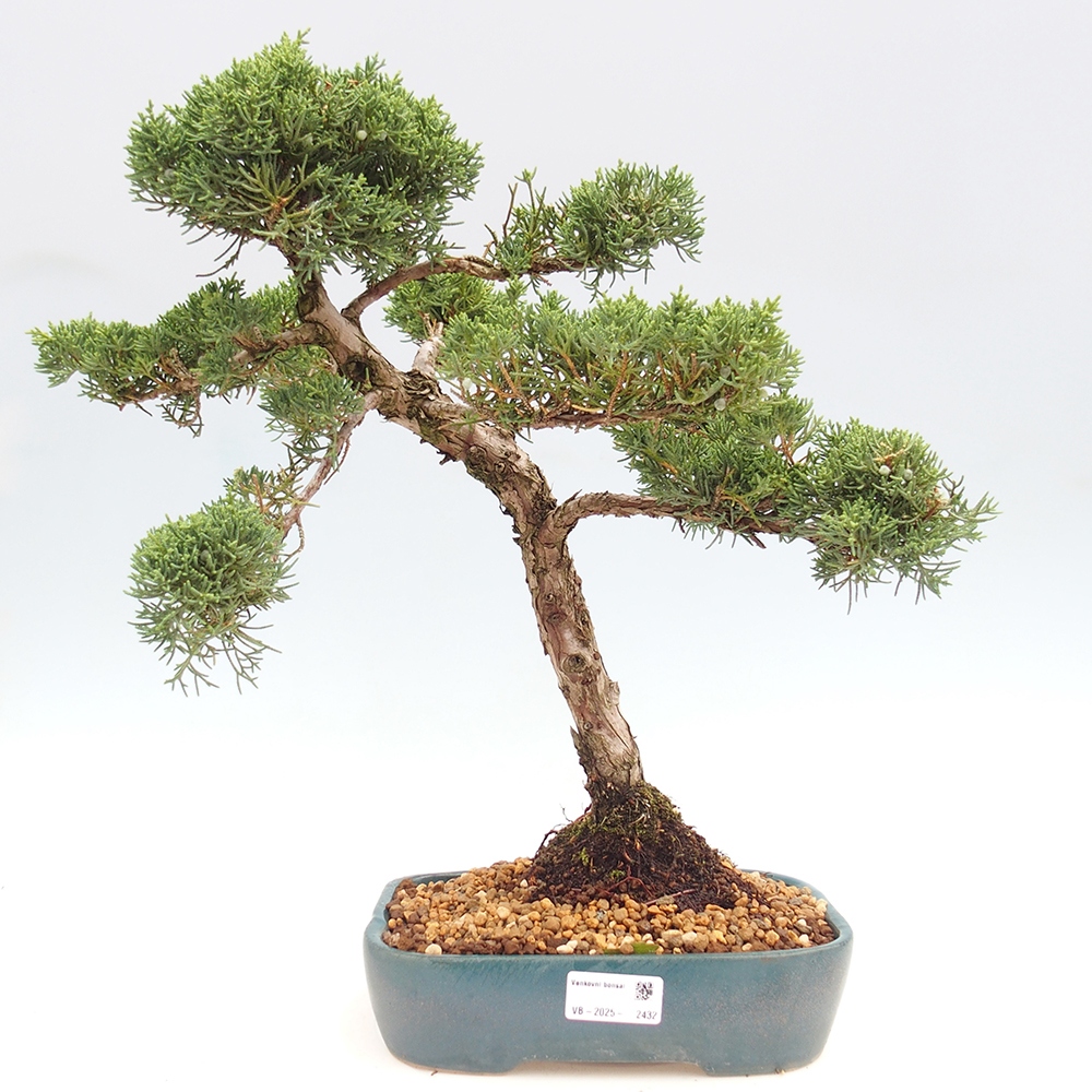 Venkovní bonsai - Juniperus chinensis  - Jalovec čínský 
