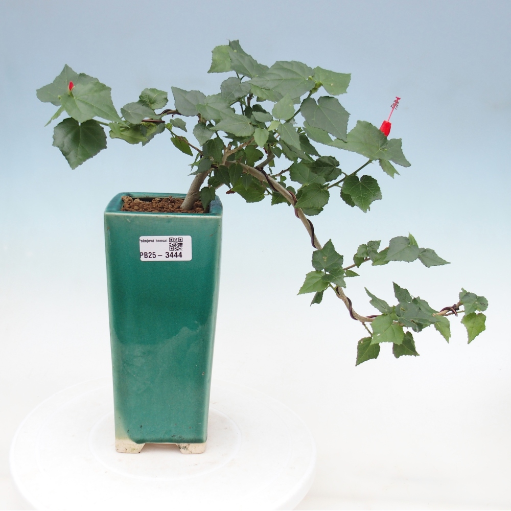 Pokojová bonsai - Malvaviscus arboreus - ibiškovec dřevnatý