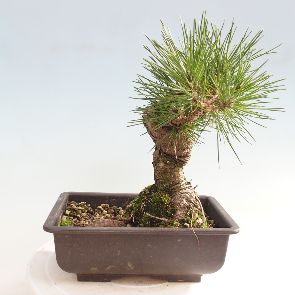Venkovní bonsai - Pinus thunbergii - Borovice thunbergova