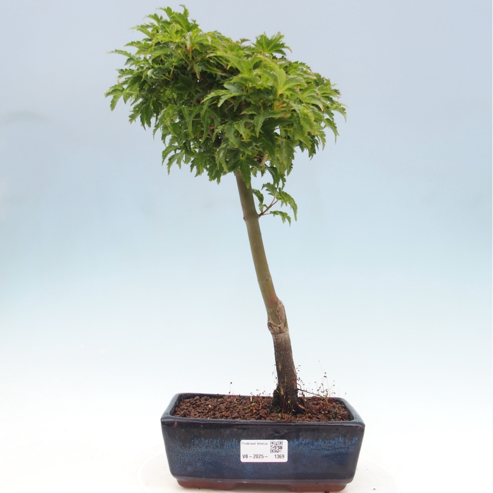Venkovní bonsai -Javor dlanitolistý Acer palmatum Shishigashira