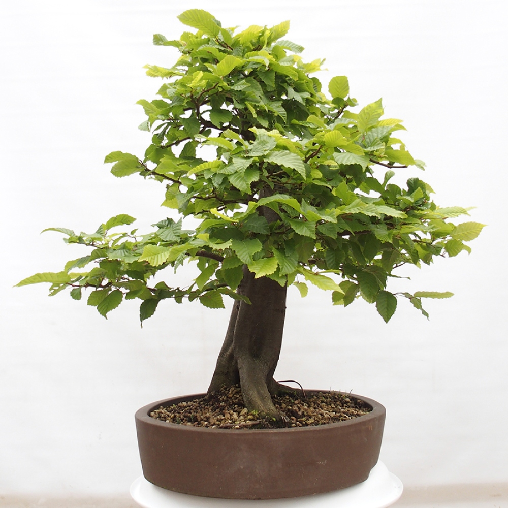 Venkovní bonsai - Habr obecný - Carpinus betulus