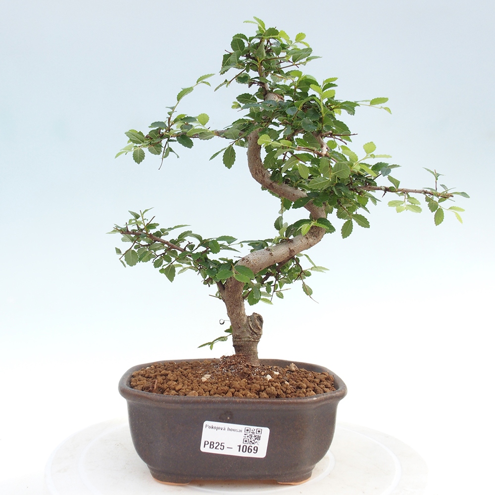 Pokojová bonsai-Malolistý jilm 