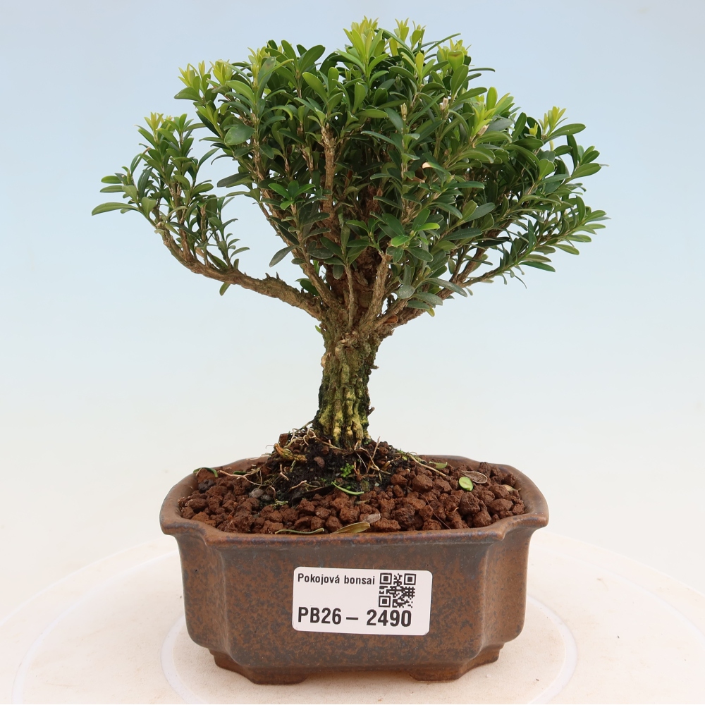 Pokojová bonsai - Buxus harlandii -korkový buxus