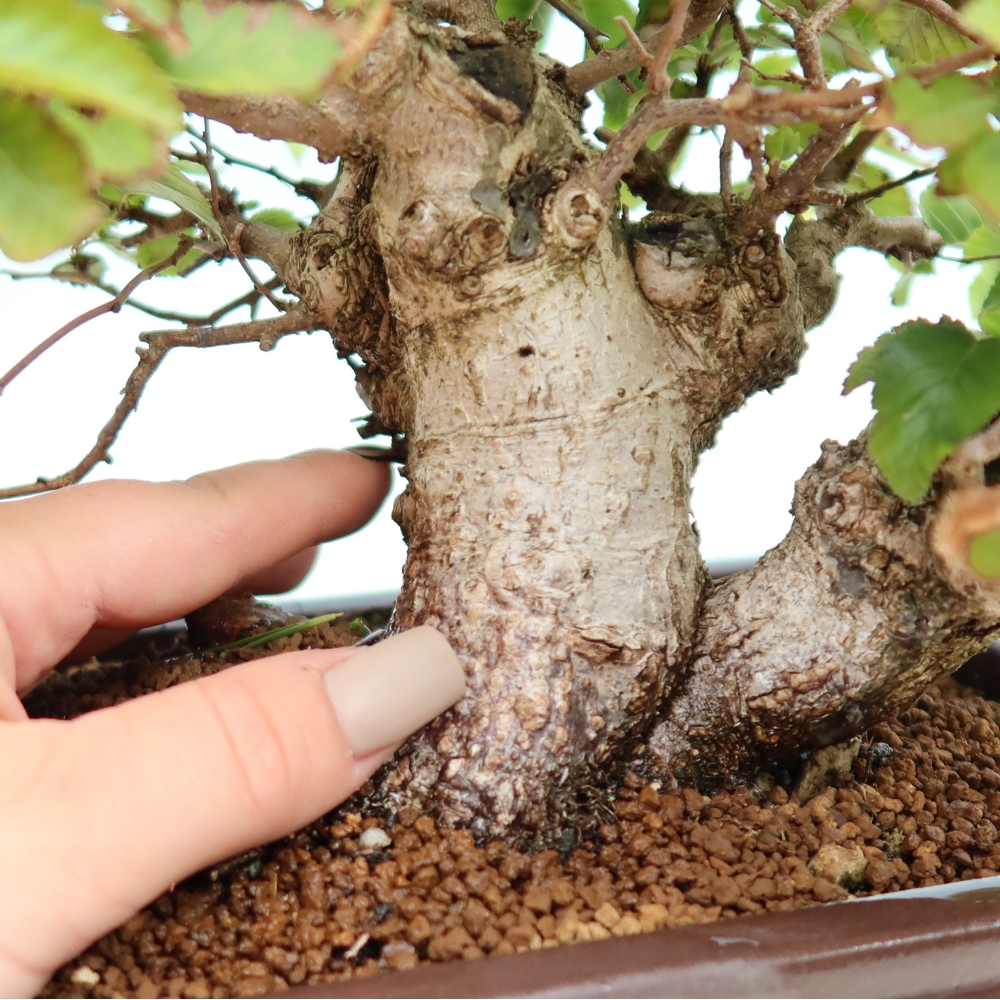 Venkovní bonsai -Carpinus CARPINOIDES - Habr korejský