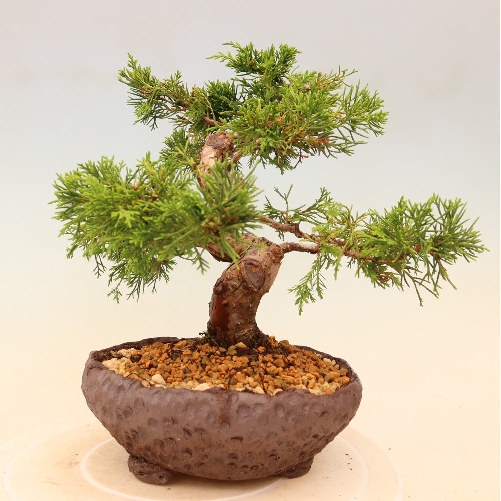 Venkovní bonsai - Juniperus chinensis Itoigawa -Jalovec čínský