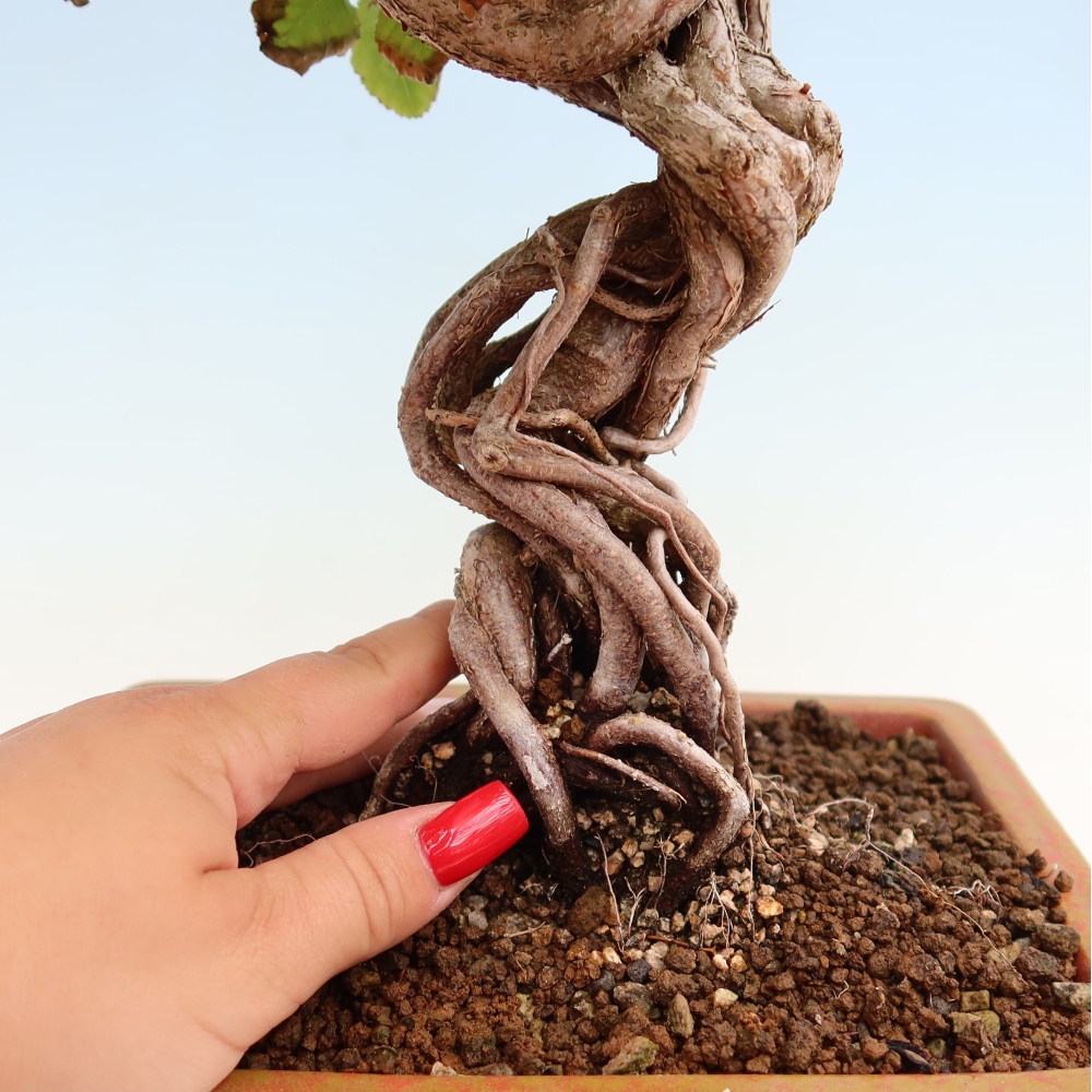 Venkovní bonsai -Carpinus Coreana - Habr korejský