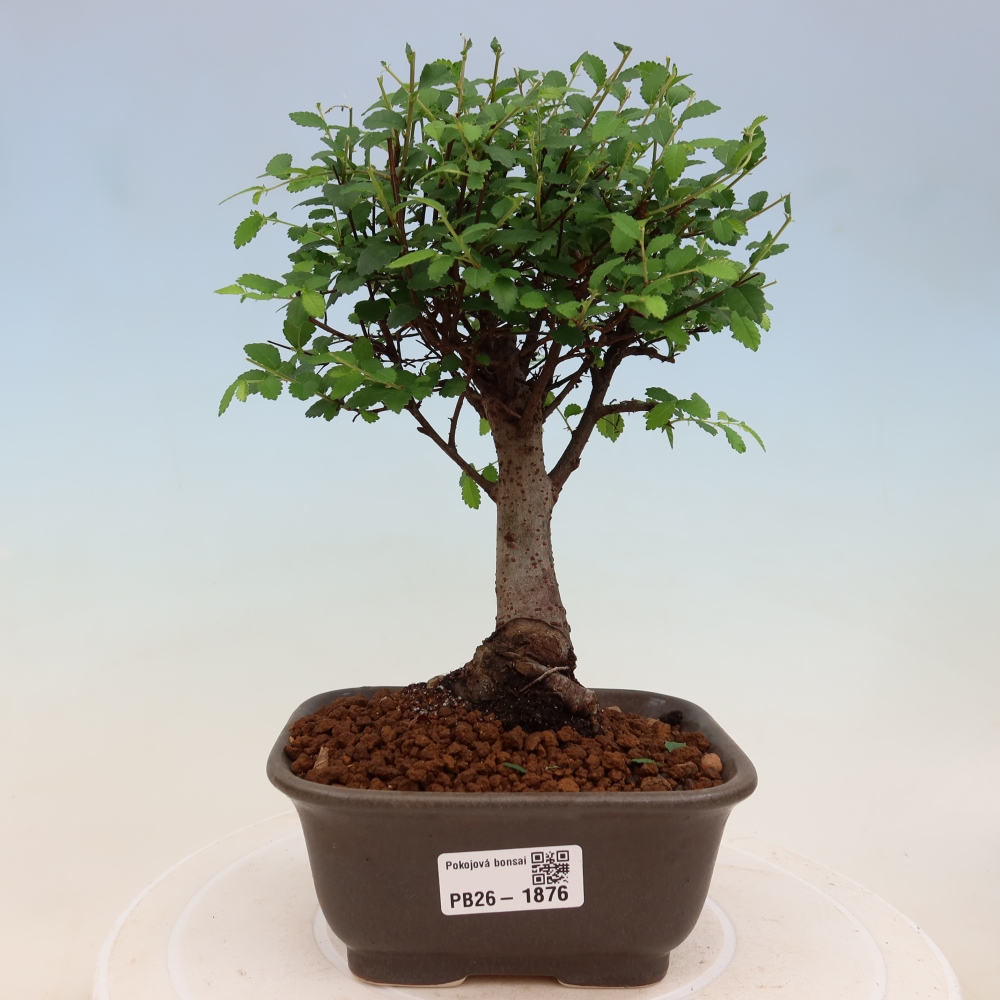 Pokojová bonsai - Ulmus parvifolia - Malolistý jilm