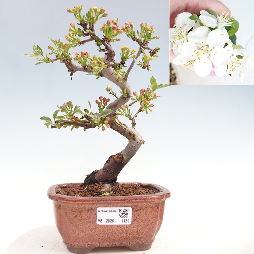 Venkovní bonsai - Malus sargentii -  Maloplodá jabloň