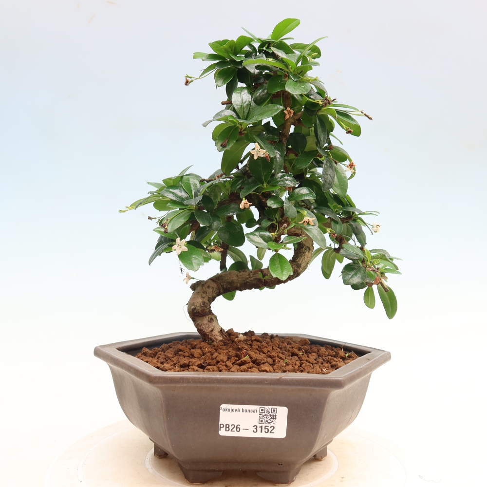 Pokojová bonsai - Carmona macrophylla - Čaj fuki