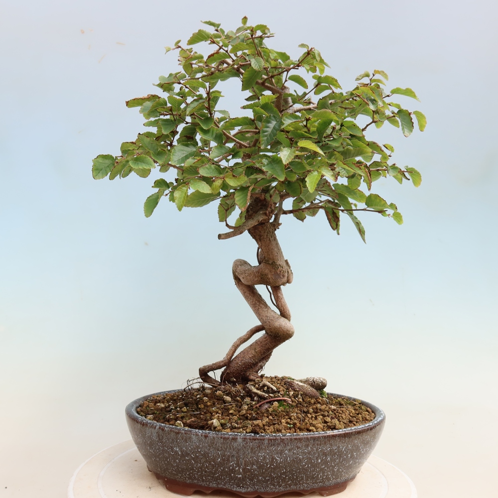 Venkovní bonsai -Carpinus CARPINOIDES - Habr korejský