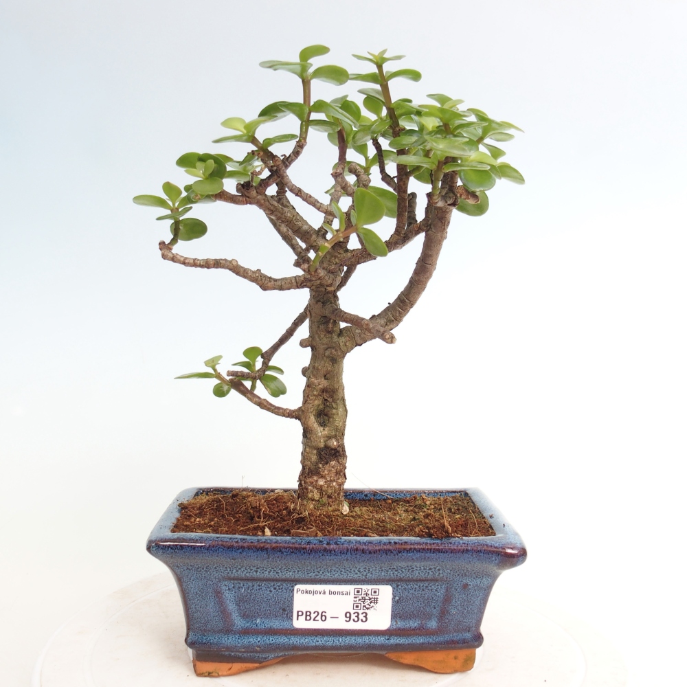 Pokojová bonsai - Portulakaria Afra - Tlustice