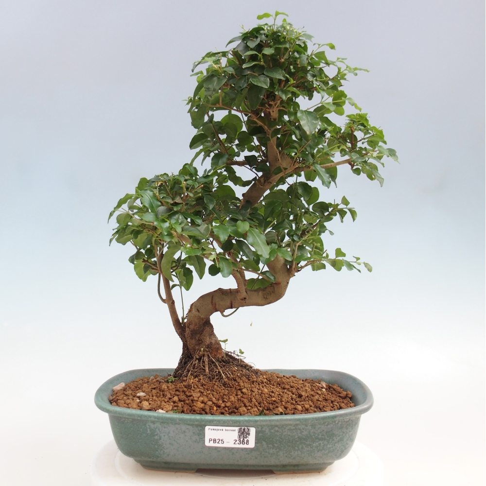 Pokojová bonsai -Ligustrum chinensis - Ptačí zob