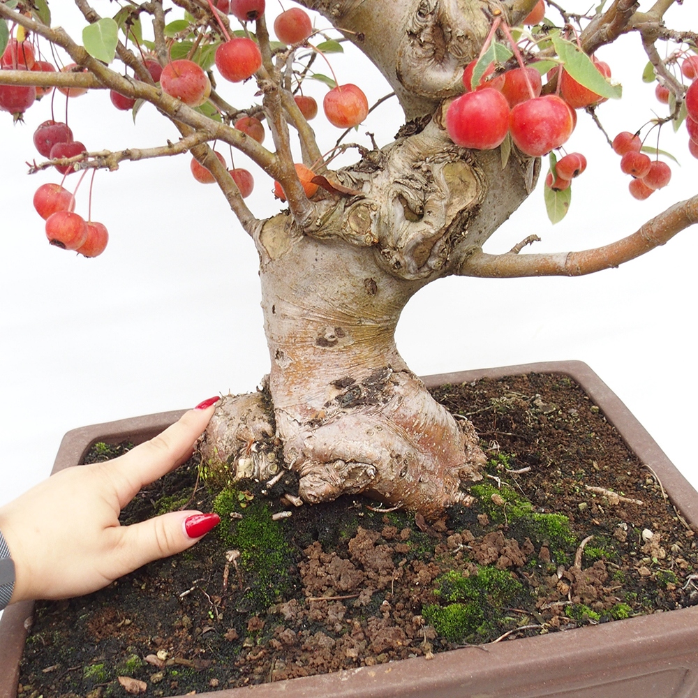 Venkovní bonsai -Malus halliana - Maloplodá jabloň