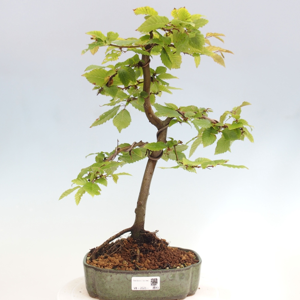 Venkovní bonsai - Habr obecný - Carpinus betulus