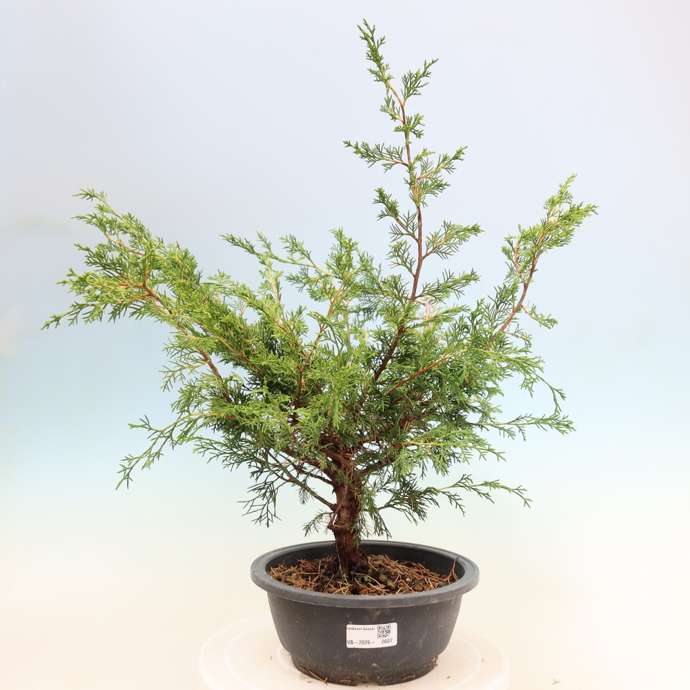 Venkovní bonsai - Juniperus chinensis Itoigawa -Jalovec čínský