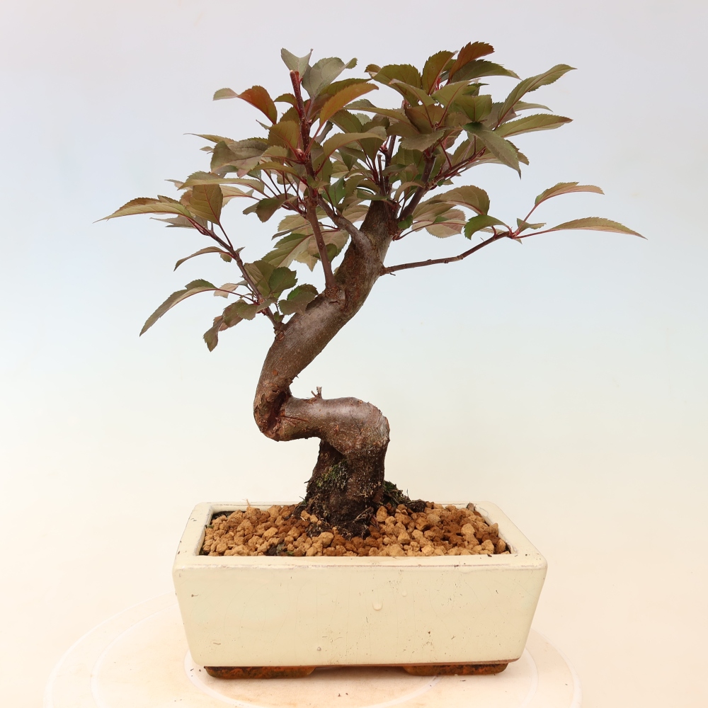 Venkovní bonsai -Malus domestica - Maloplodá jabloň červenolistá