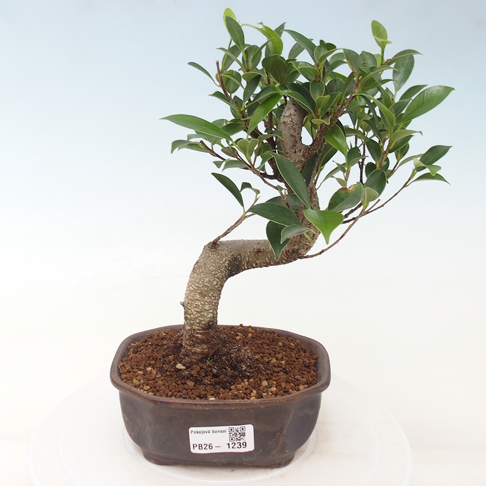 Pokojová bonsai - Ficus retusa -  malolistý fíkus