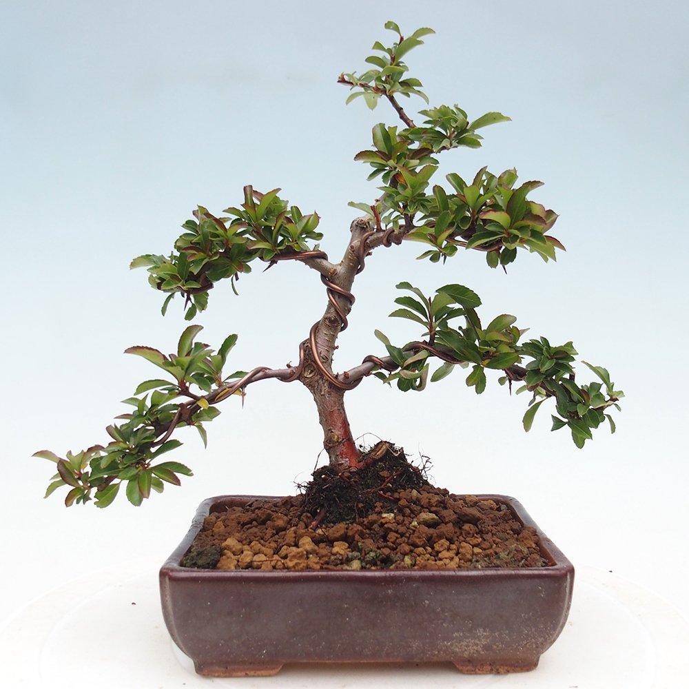Venkovní bonsai-Pyracanta Teton -Hlohyně