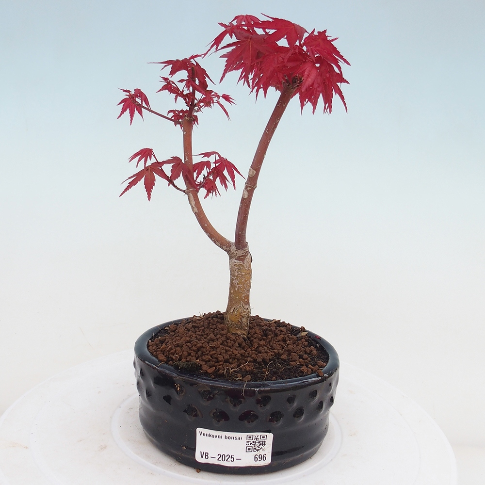 Venkovní bonsai - Javor dlanitolistý - Acer palmatum DESHOJO