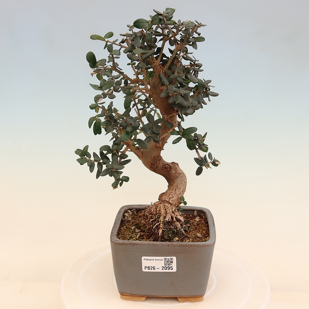Pokojová bonsai - Olea europaea sylvestris -Oliva evropská drobnolistá
