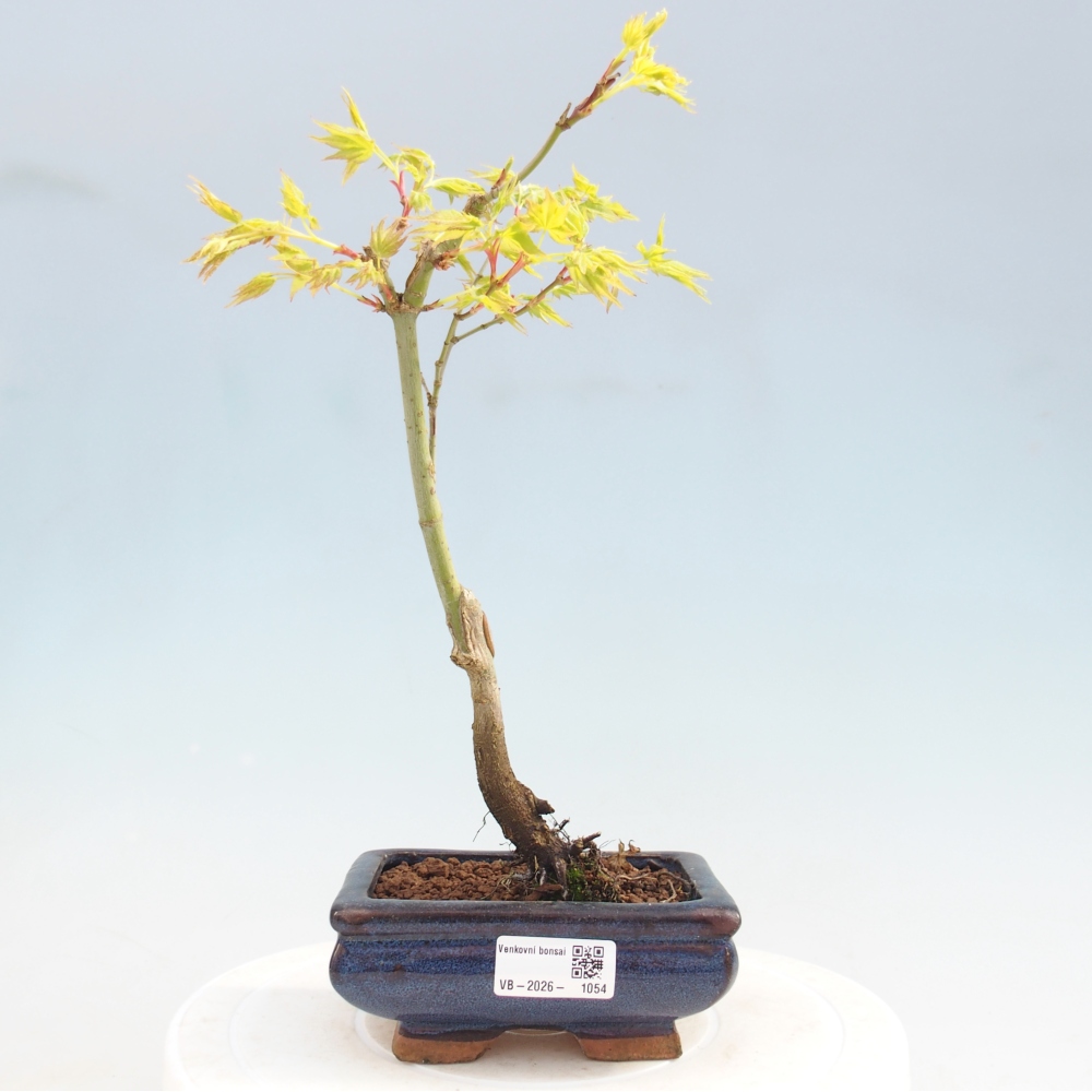 Acer palmatum Aureum - Javor dlanitolistý zlatý
