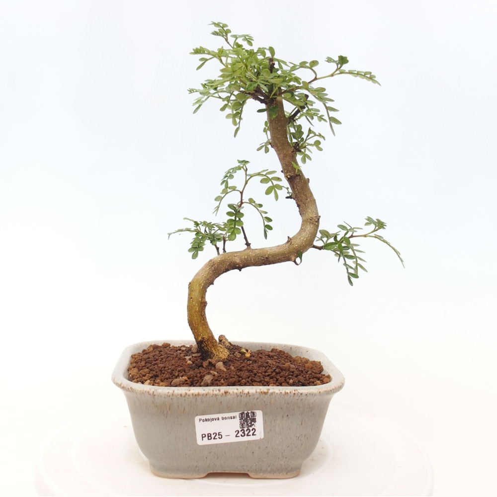 Pokojová bonsai - Zantoxylum piperitum - pepřovník