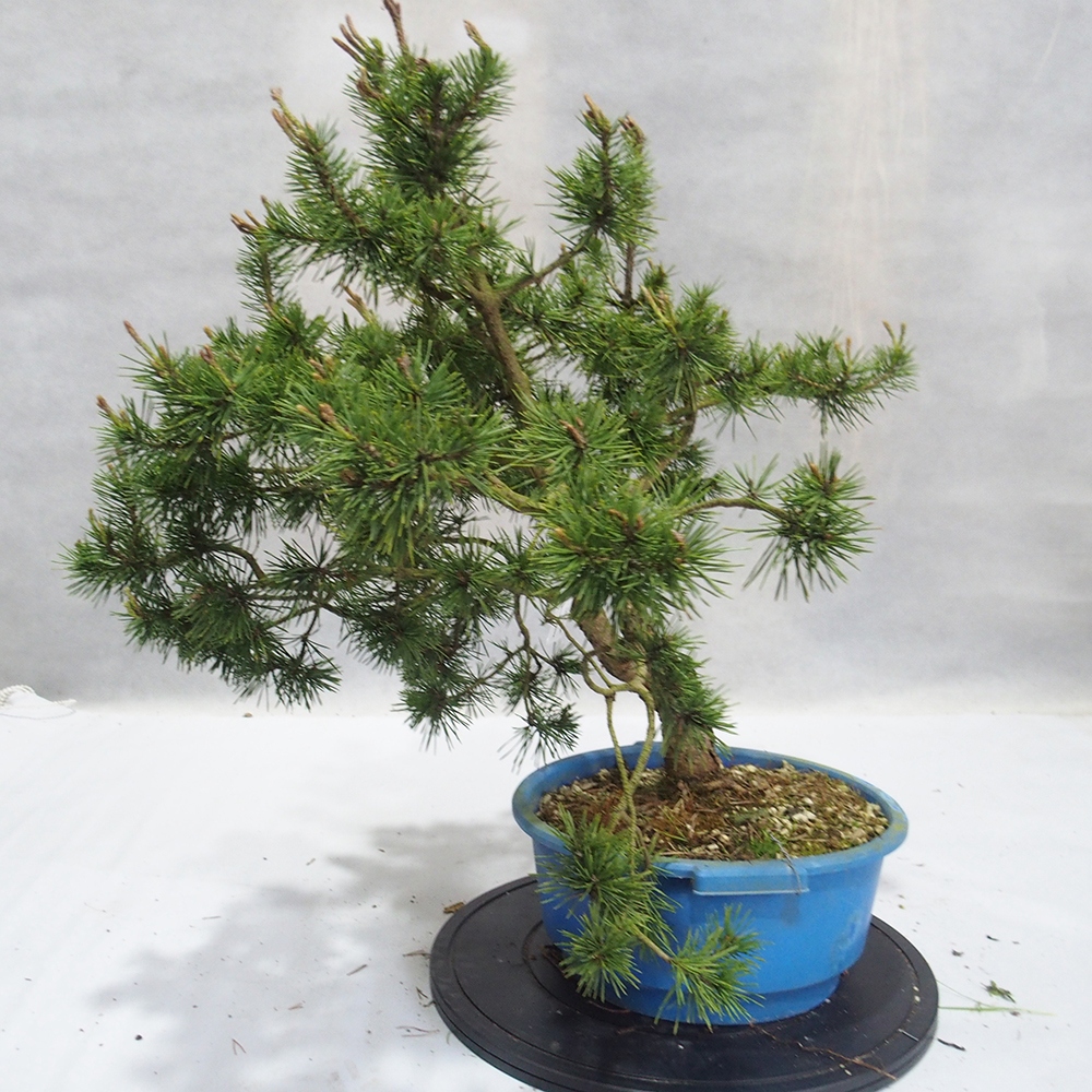 Yamadori - Pinus sylvestris 