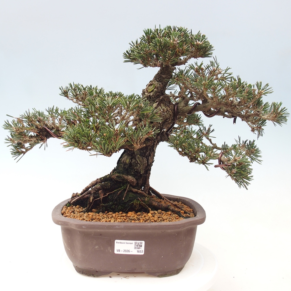 Venkovní bonsai - Pinus thunbergii Kotobuki - Borovice thunbergova