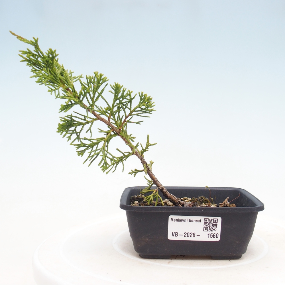 Venkovní bonsai - Juniperus chinensis Itoigawa -Jalovec čínský