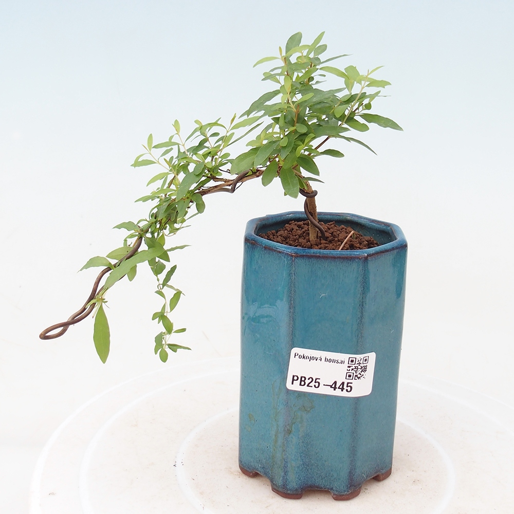 Pokojová bonsai-PUNICA granatum -Granátové jablko