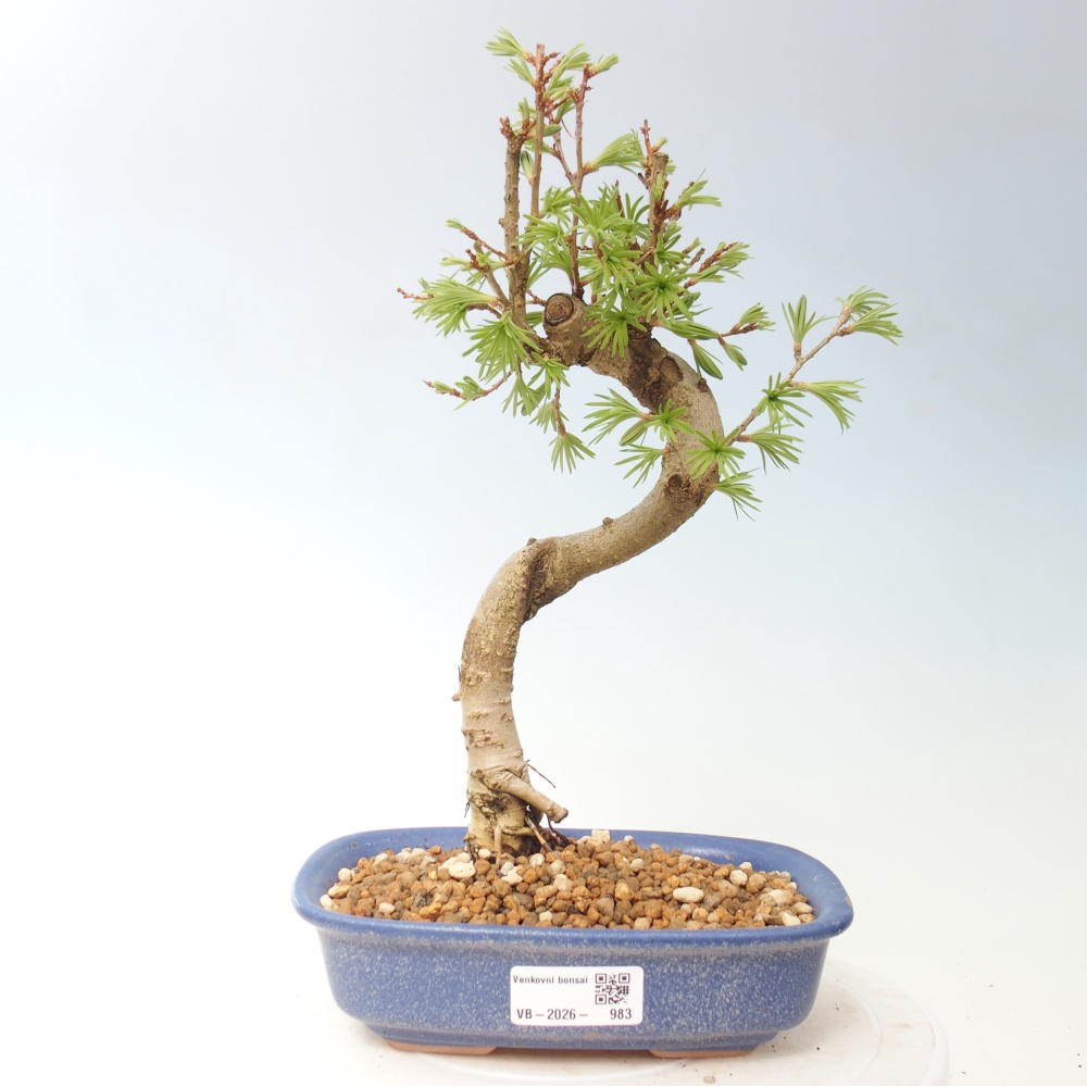 Venkovní bonsai -Pseudolarix amabis-Pamodřín