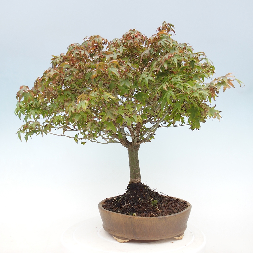 Acer palmatum KIOHIME - Javor dlanitolistý