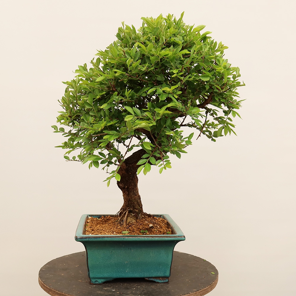 Venkovní bonsai - Zelkova - Zelkova NIRE
