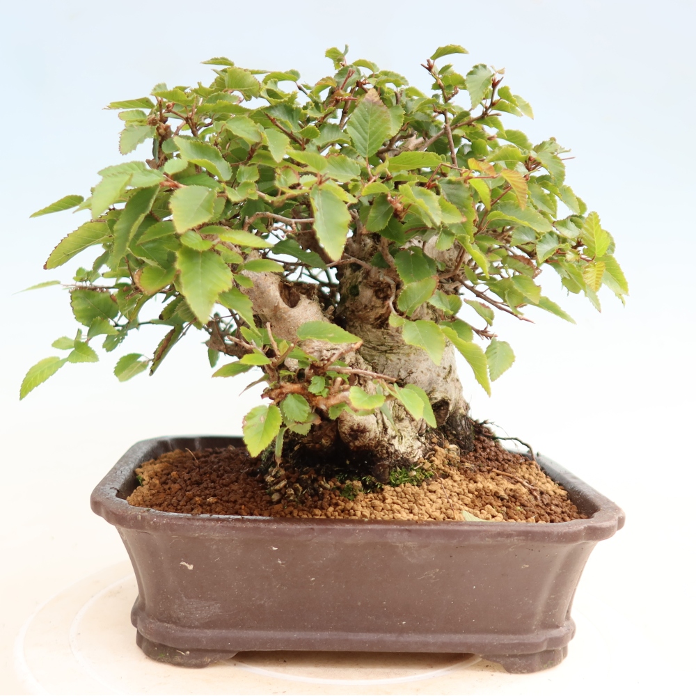 Venkovní bonsai -Carpinus CARPINOIDES - Habr korejský