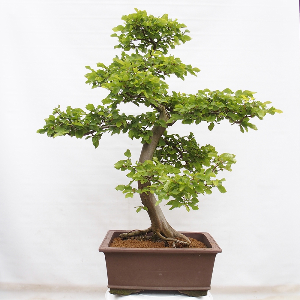 Venkovní bonsai - Habr obecný - Carpinus betulus