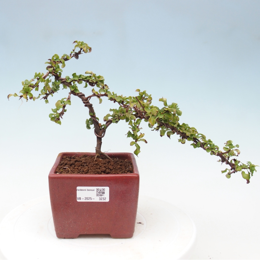 Venkovní bonsai - Chaneomeles s. Red Joy - Kdoulovec 