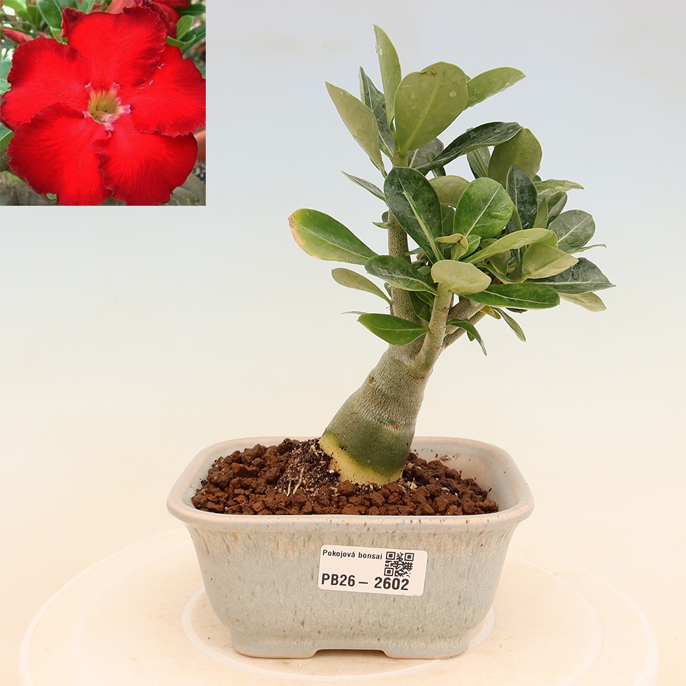 Pokojová bonsai - Adenium obesum Red Star - Pouštní růže